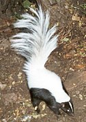 Skunkhooded.jpg