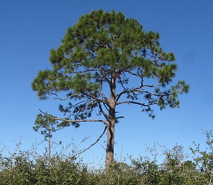 Сосна род хвойных. Pinus elliottii. Сосна Эллиота. Pinus elliottii дерево. Сосна Культера (Pinus coulteri).