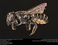Megachile exilis