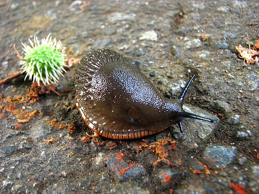 Arion sp., from Vancouver, BC