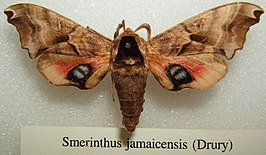 Smerinthus jamaicensis