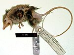 Miniatura para Sminthopsis longicaudata