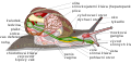 Schéma anatomie plicnatého plže - hlemýžď kropenatý
