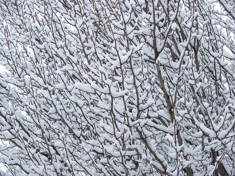 File:SnowBranches-3676.jpg