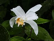 Sobralia chrysostoma