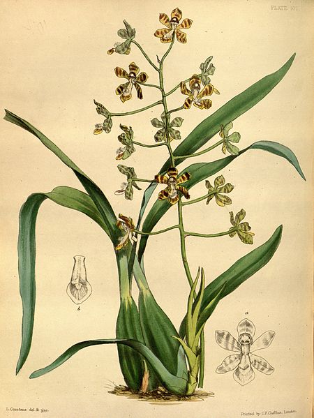 Solenidium racemosum