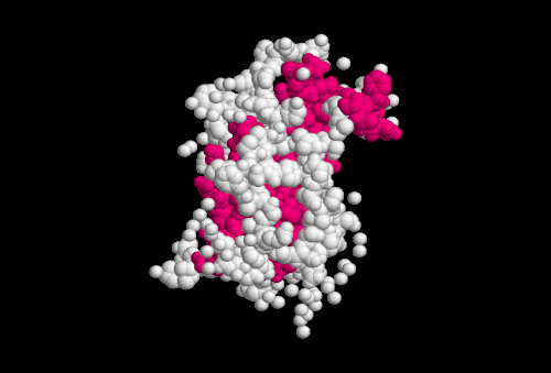 Image of peptide somatotropine.