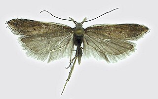 <i>Sophronia</i> (moth) Genus of moths