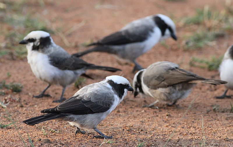 File:Southern White-crowned Shrike, Eurocephalus anguitimens, gleaning ants from the early morning soil at Marakele National Park, South Africa.jpg