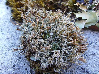 <i>Sphaerophorus</i> Genus of lichens