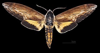 <i>Sphinx luscitiosa</i> Species of moth