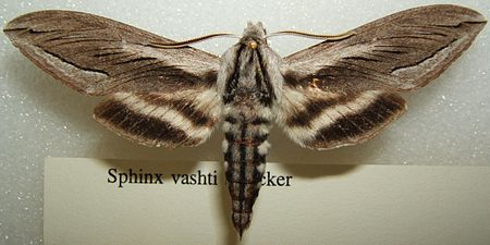 Sphinx vashti sjh.JPG