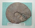 en:Spitidiscus (Holcodiscus) vandenheckei d'Orbigny, en:Hauterivian, en:Shumen Province, Cr1 1715 (Coll. V. Tzankov) at the en:Sofia University "St. Kliment Ohridski" Museum of Paleontology and Historical Geology