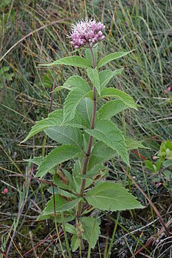 Spotted Joe-Pye Weed (Eutrochium maculatum)