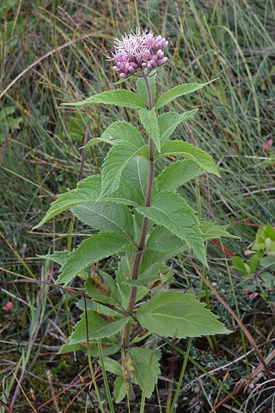 File:Spotted Joe-Pye Weed (Eutrochium maculatum) - Gros Morne National Park, Newfoundland 2019-08-20 (01).jpg