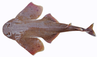 <span class="mw-page-title-main">David's angelshark</span> Species of shark