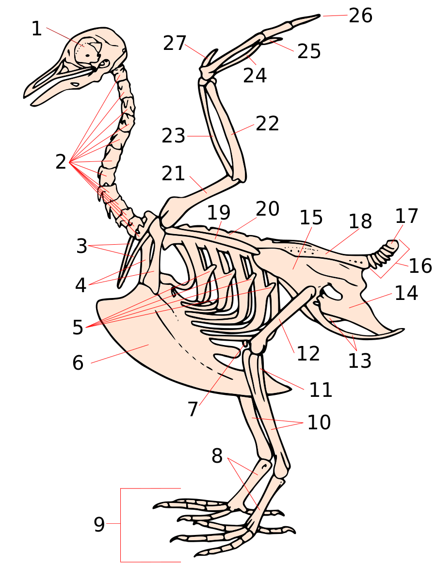 Вырост грудины киль. Скелет птицы цевка. Скелет птиц тибиотарзус. Коракоид Воронья кость. Строение скелета сизого голубя.