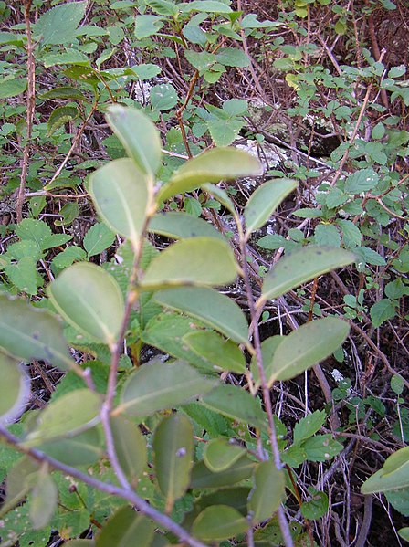 File:Starr-041229-2718-Diospyros sandwicensis-leaves-Lihau-Maui (24723584785).jpg