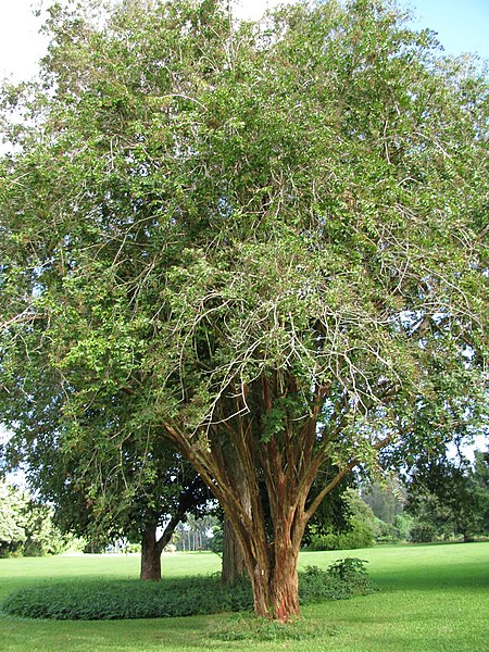 File:Starr-091104-0688-Lagerstroemia sp-cv Natchez habit-Kahanu Gardens NTBG Kaeleku Hana-Maui (24360609813).jpg