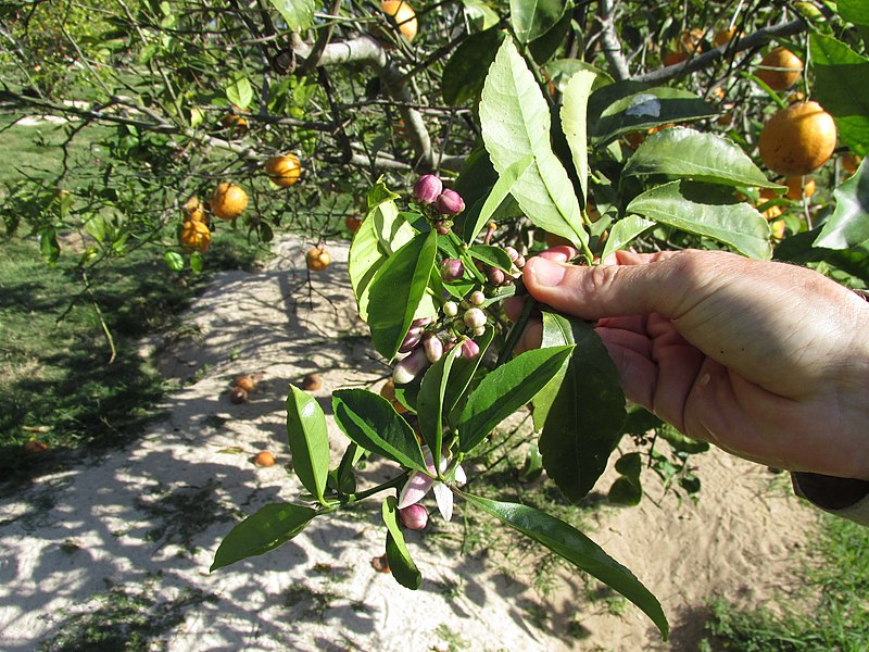 File:Starr-150326-1640-Citrus meyeri-flowers with purple-Citrus Grove Sand Island-Midway Atoll (24636882264).jpg