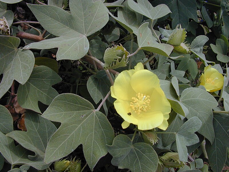 File:Starr 010309-0542 Gossypium tomentosum.jpg