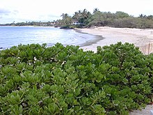 Tropical coastline vegetation in Maui with Scaevola taccada bush in the foreground Starr 011104-0052 Scaevola taccada.jpg