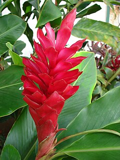 Alpinia purpurata