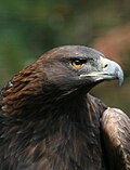 Steinadler Aquila chrysaetos closeup1 Richard Bartz.jpg