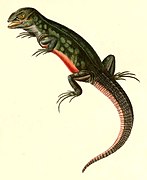 Stenocercus roseiventris (Rose Whorltail Iguana), drawing