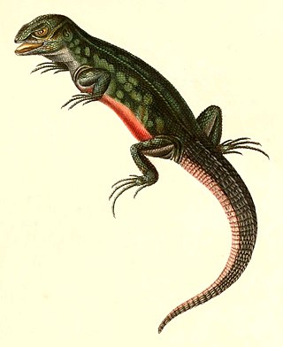 <i>Stenocercus roseiventris</i> Species of lizard