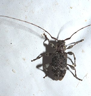 <i>Sternidius punctatus</i> Species of beetle