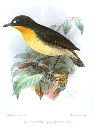 <span class="mw-page-title-main">Eastern forest robin</span> Subspecies of bird