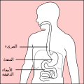 Stomach diagram-ar.svg