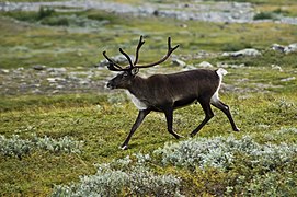 Ren (Rangifer tarandus), valea Kebnekaise, Laponia