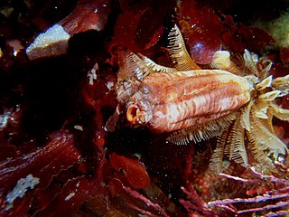 <i>Styela montereyensis</i> Species of tunicate