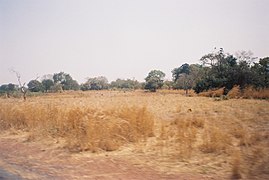 Западно-Суданская саванна, Гамбия