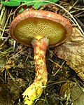 Hình thu nhỏ cho Suillus spraguei