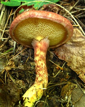 Suillus pictusruen A.H. Sm. & Thiers, 1964