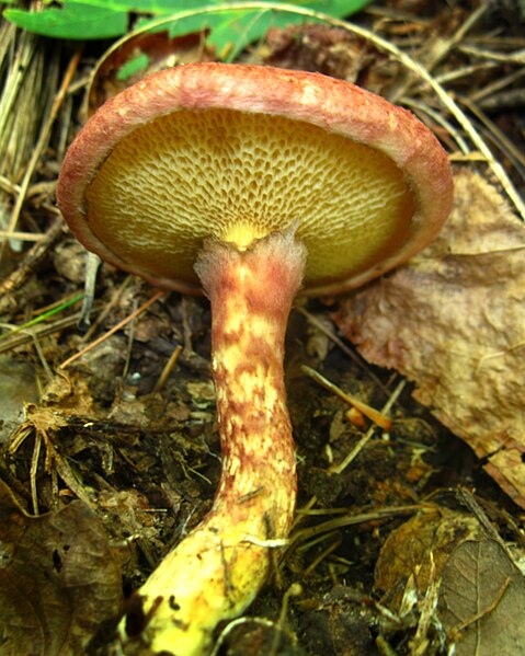 File:Suillus spraguei 58269.jpg