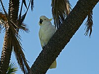 Cockatoo, Sulpher-crested Cacatua galerita