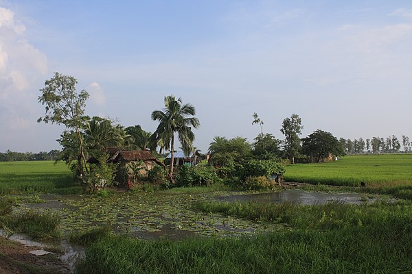 A typical landscape in the Delta with palms, rice, flat, green and ponds