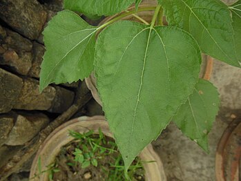 leaves of sunflower plant