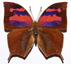 Description de l'image Superb Leafwing (Anaea nessus) (8364844419).jpg.