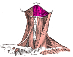 Suprahyoid muscles.png