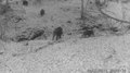 Файл:Sus scrofa-wild boars-Bulgaria-2 VP8.webm
