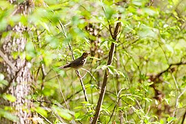 Swainson's thrush (19159192133).jpg