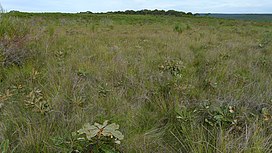 Swamp Banksia in a swamp (7077925449).jpg