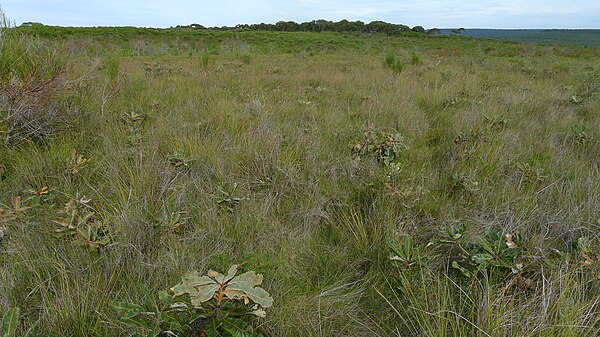 B. robur as an emergent plant in grassy heathland