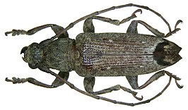 Sybra preapicefuscofasciata