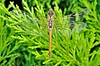 Sympetrum fonscolombii